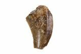 Small Theropod Tooth (Raptor) - South Dakota #82141-1